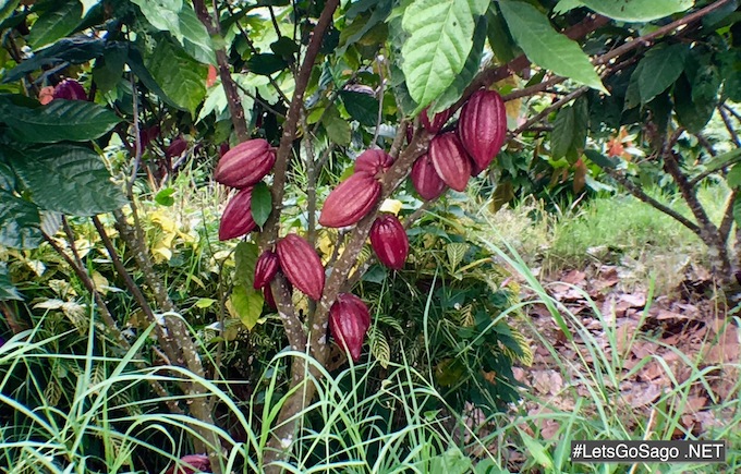 Cocoa Plant