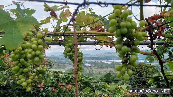 Sebul Grapes